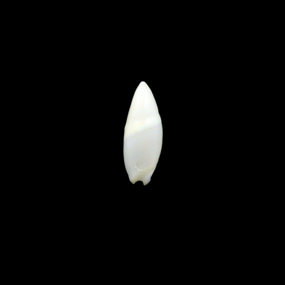 alabaster 19,2mm RARE