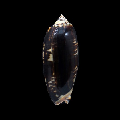 tremulina flammeacolor 89,0mm