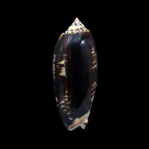 tremulina flammeacolor 89,0mm