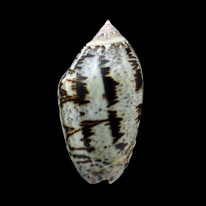 incrassata 73,0mm SUPERB