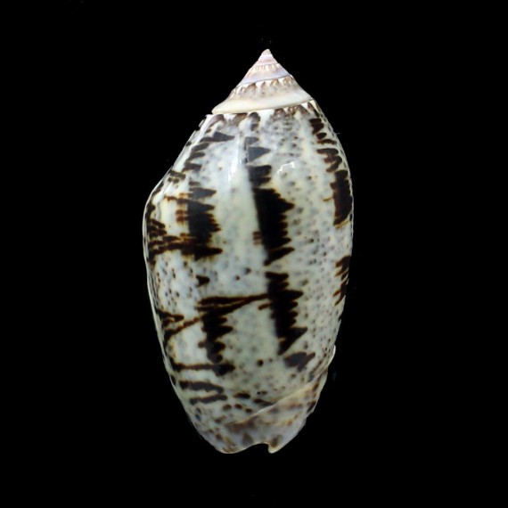 incrassata 73,0mm SUPERB