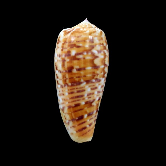 dusaveli 73,0mm