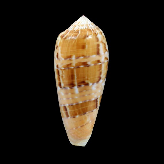 dusaveli 76,0mm