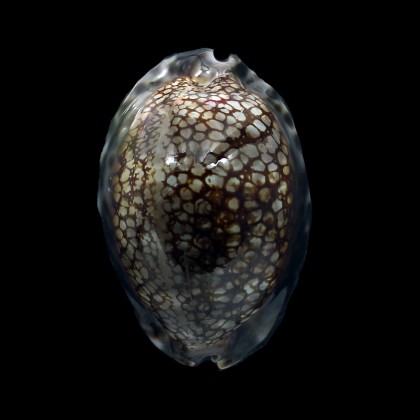 maculifera 76,9mm