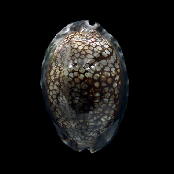 maculifera 76,9mm