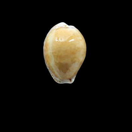 acicularis 28,0mm BIG