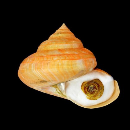 teramachi 136,6mm MONSTER