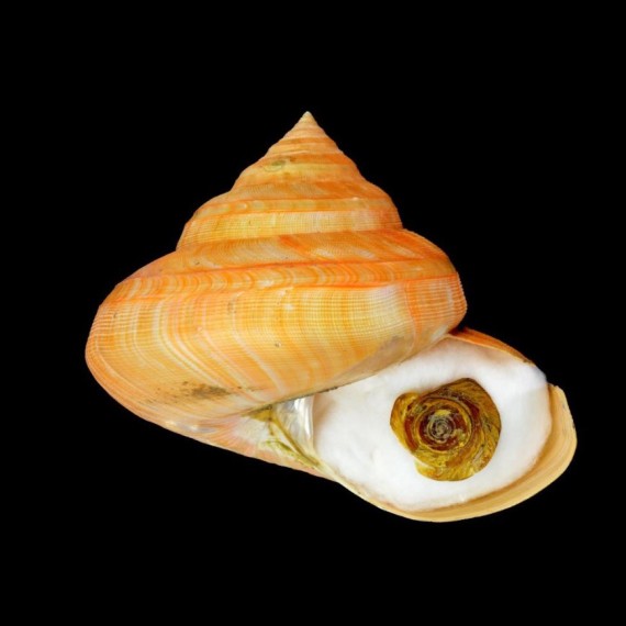 teramachi 136,6mm MONSTER