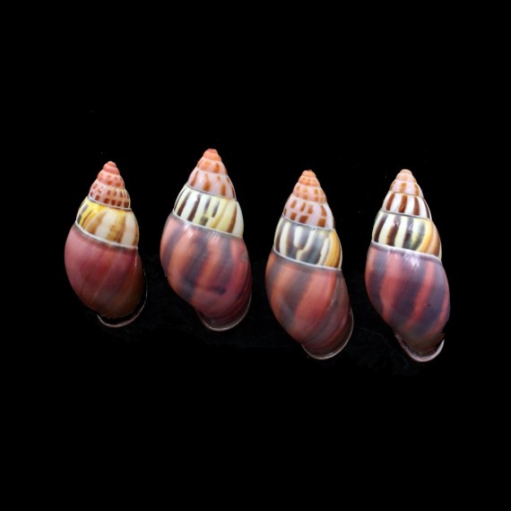 laestrigatus sumbaensis 40/42mm
