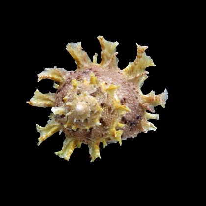 girgyllus 63,0mm