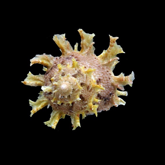 girgyllus 63,0mm