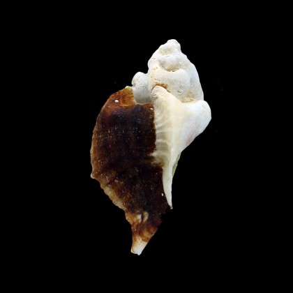 decussatus 50,5mm BIG