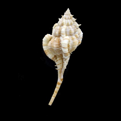 kiiensis 79,2mm  SUPERB