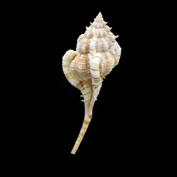 kiiensis 79,2mm  SUPERB