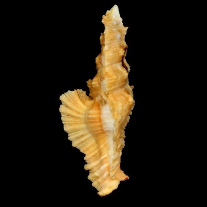 elongatus 82,4mm ORNAGE