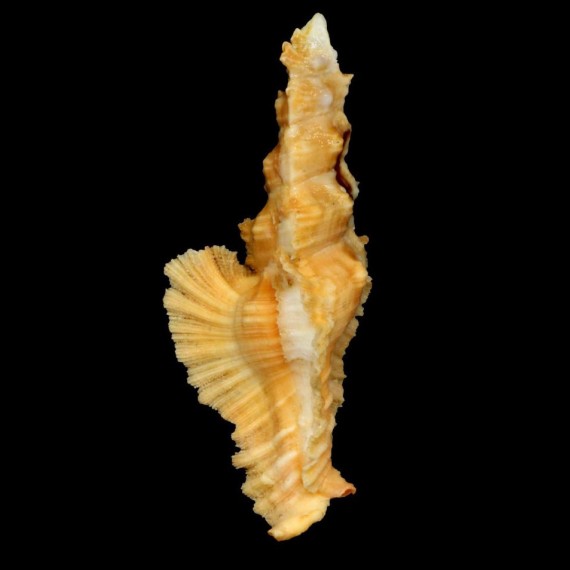 elongatus 82,4mm ORNAGE