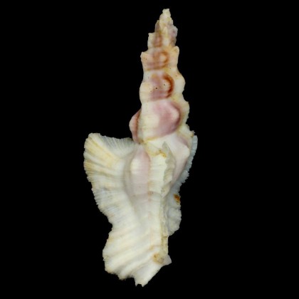 elongatus 89,0mm PINK