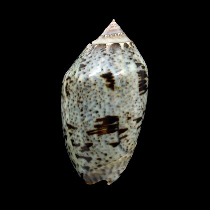 incrassata 73,0mm