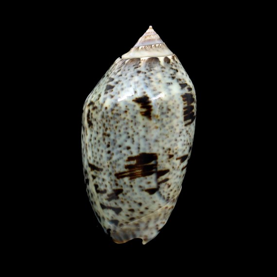 incrassata 73,0mm