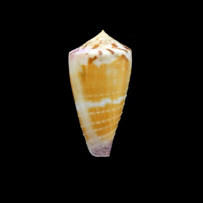 circumactus hammatus 51,2mm