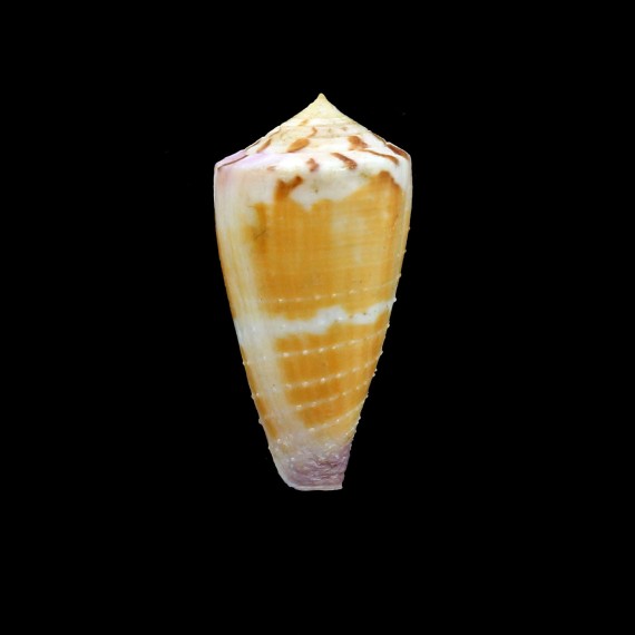 circumactus hammatus 51,2mm