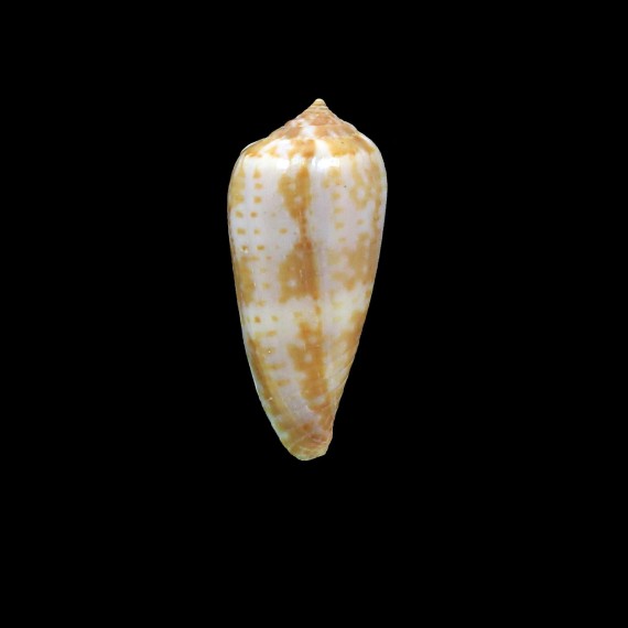 cinereus 43,2mm SP