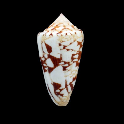 ammiralis 71,0mm