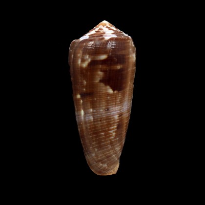 circumcisus 74,0mm DARK