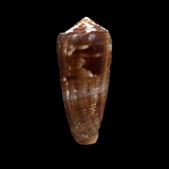 circumcisus 74,0mm DARK