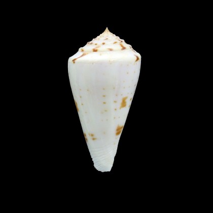 sieboldii 61,0mm