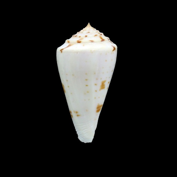 sieboldii 61,0mm