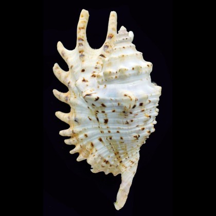 violaceus 112,0mm