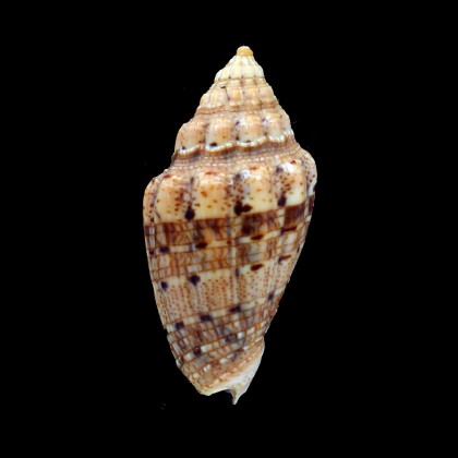polypleura dermacoi 59,0mm