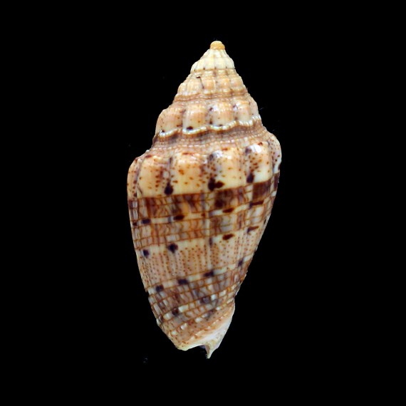 polypleura dermacoi 59,0mm