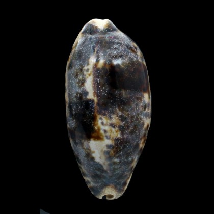 testudinaria 116,0mm