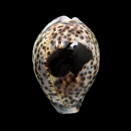 tigris 77,0mm BLACK SPOT