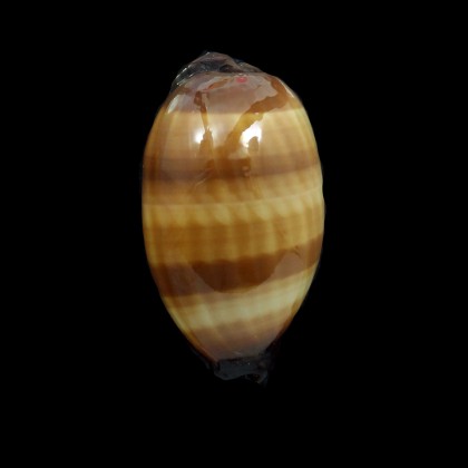 talpa 71,0mm SUPERB