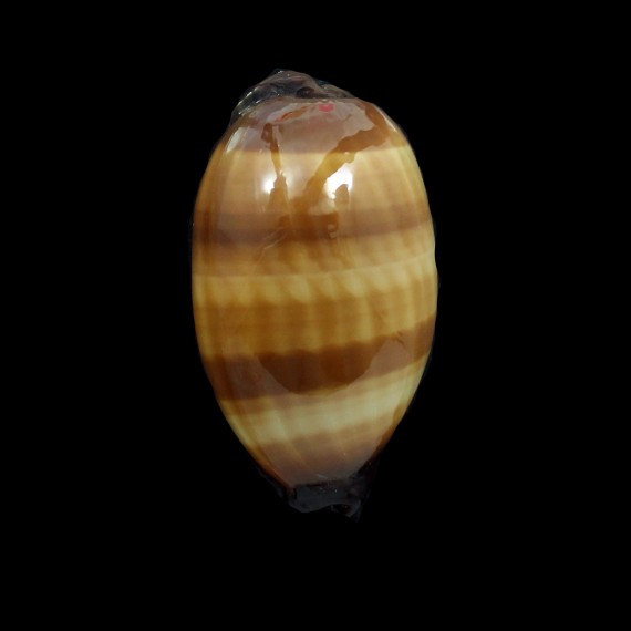 talpa 71,0mm SUPERB