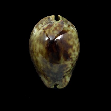 stercoraria 72,0mm