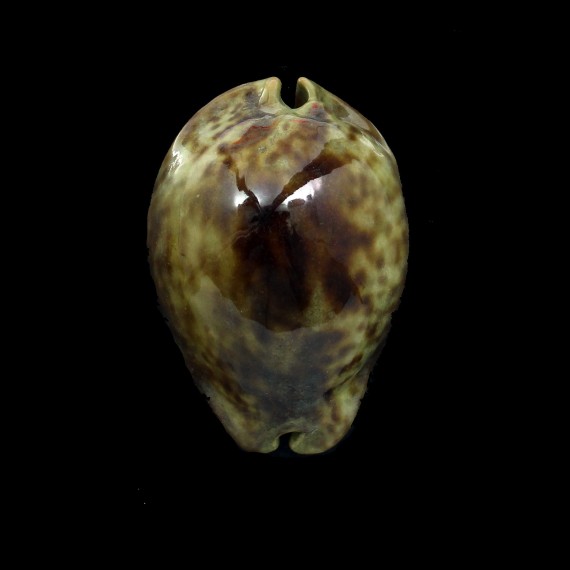 stercoraria 72,0mm