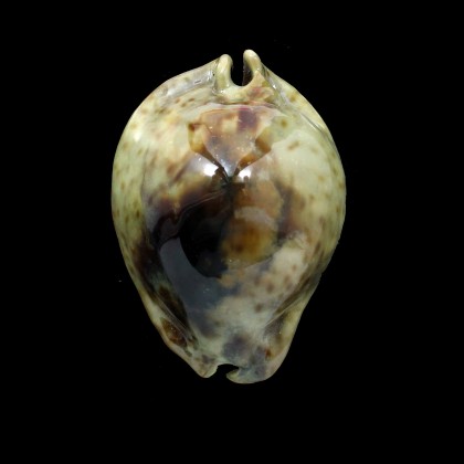 stercoraria 79,0mm