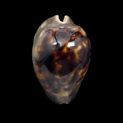 venusta episema 61,0mm DARK