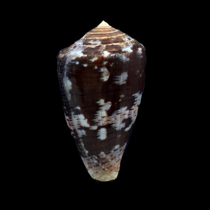 purpurascens 61,6mm dark