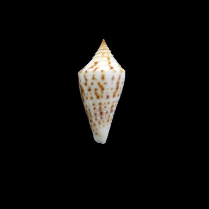 portobeloensis 27,0mm UNCOMMON