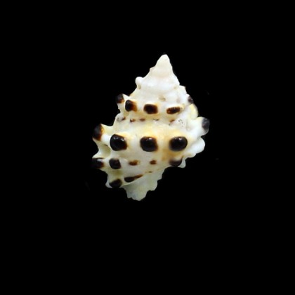 verrucosa 24,4mm RARE