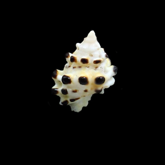 verrucosa 24,4mm RARE