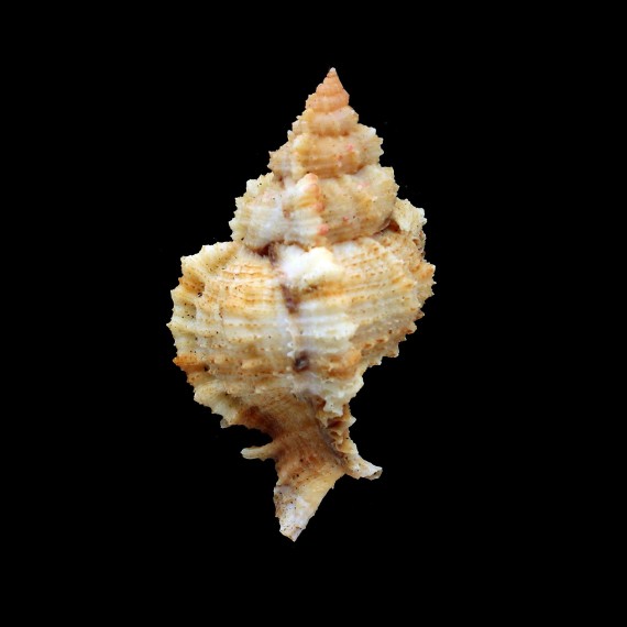 guyanensis 82,0mm RARE
