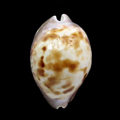 venusta roseopunctata 76,8mm
