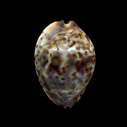 jeaniana sherylae 62,0mm