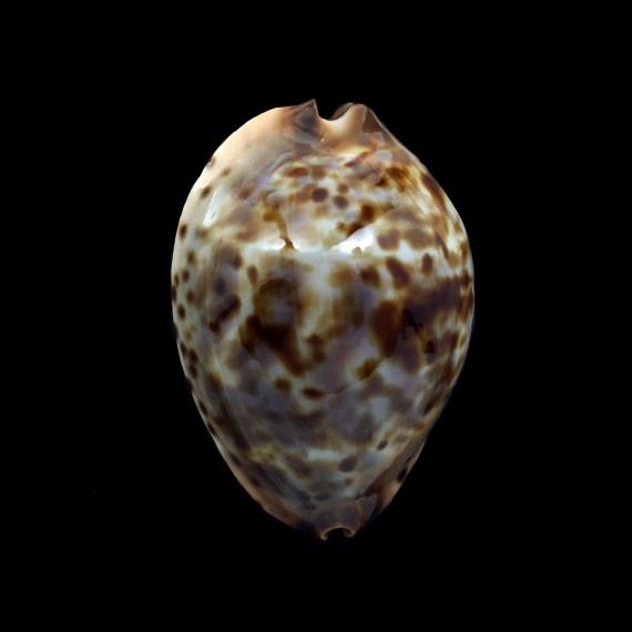 jeaniana sherylae 62,0mm